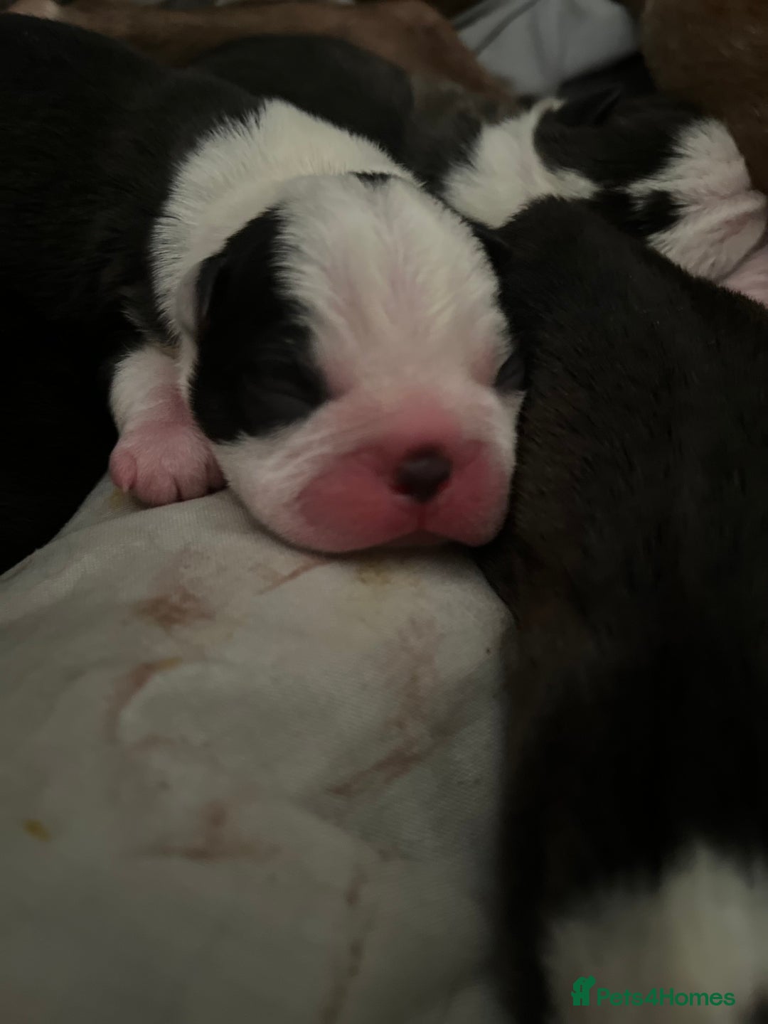 Boston Terrier dogs for sale: Outstanding Boston puppies  - Image 6