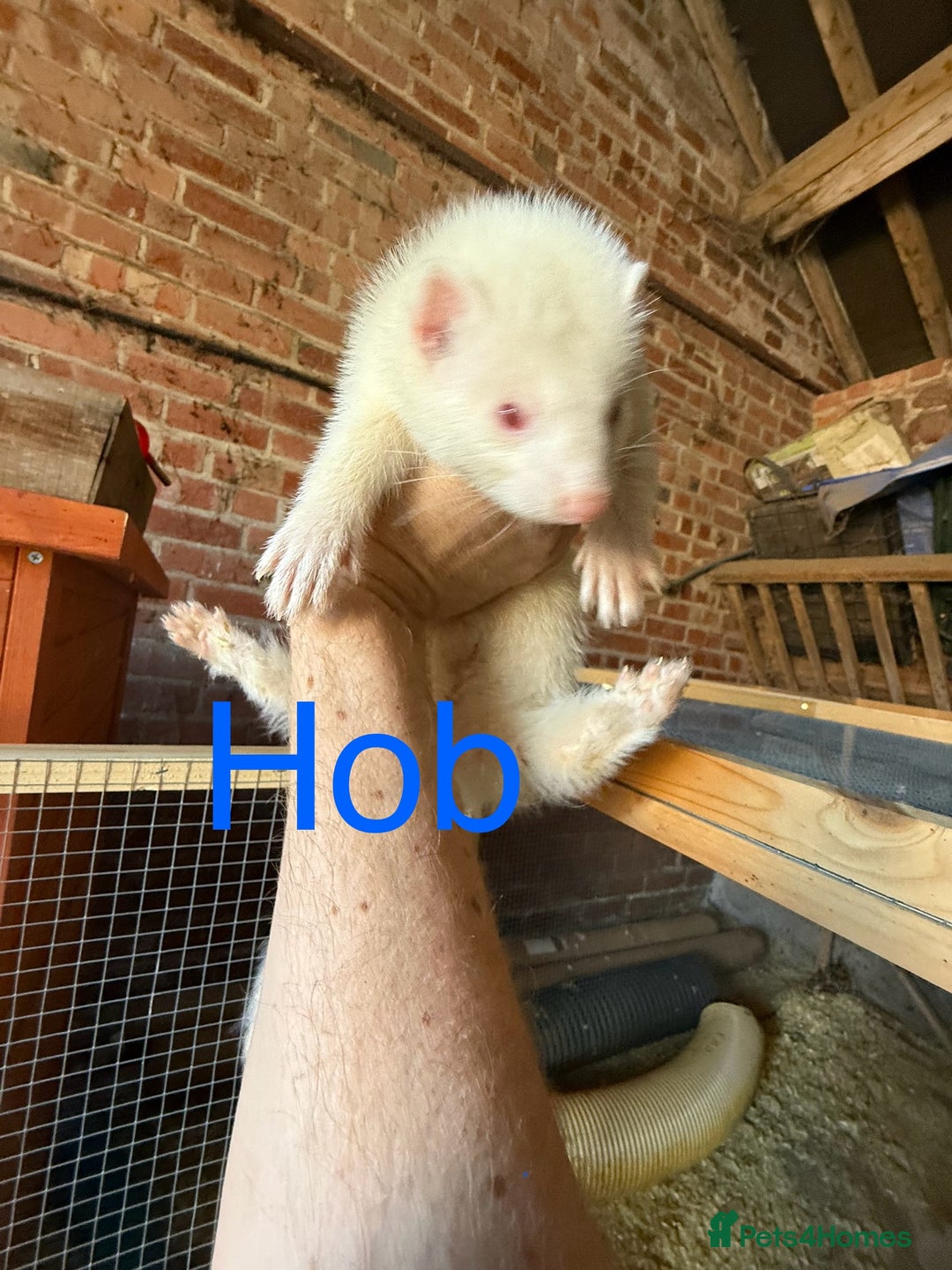 Ferret rodents for sale: Pet/working ferret kits for new home - Image 2