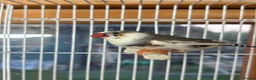 Finches birds for sale: Stunning finches - Zebras, javas, manakins  - Advert 21