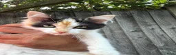 Ragdoll cats for sale: Ragdoll kittens  in Petersfield - Advert 7