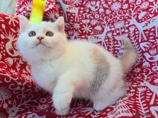 British Shorthair cats Stunning British Shorthair Kittens - Advert 6