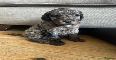 Cavapoo dogs - Advert 2