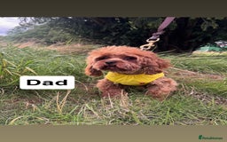 Cavapoo dogs for sale: STANLEY 🎀 - Image 12