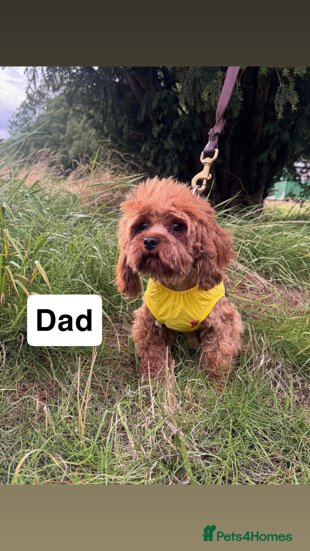 Cavapoo dogs for sale: STANLEY 🎀 - Image 12