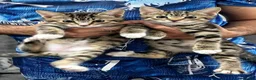 Bengal cats for sale: Beautiful Bengal × British Shorthair Kittens in Huddersfield - Advert 6