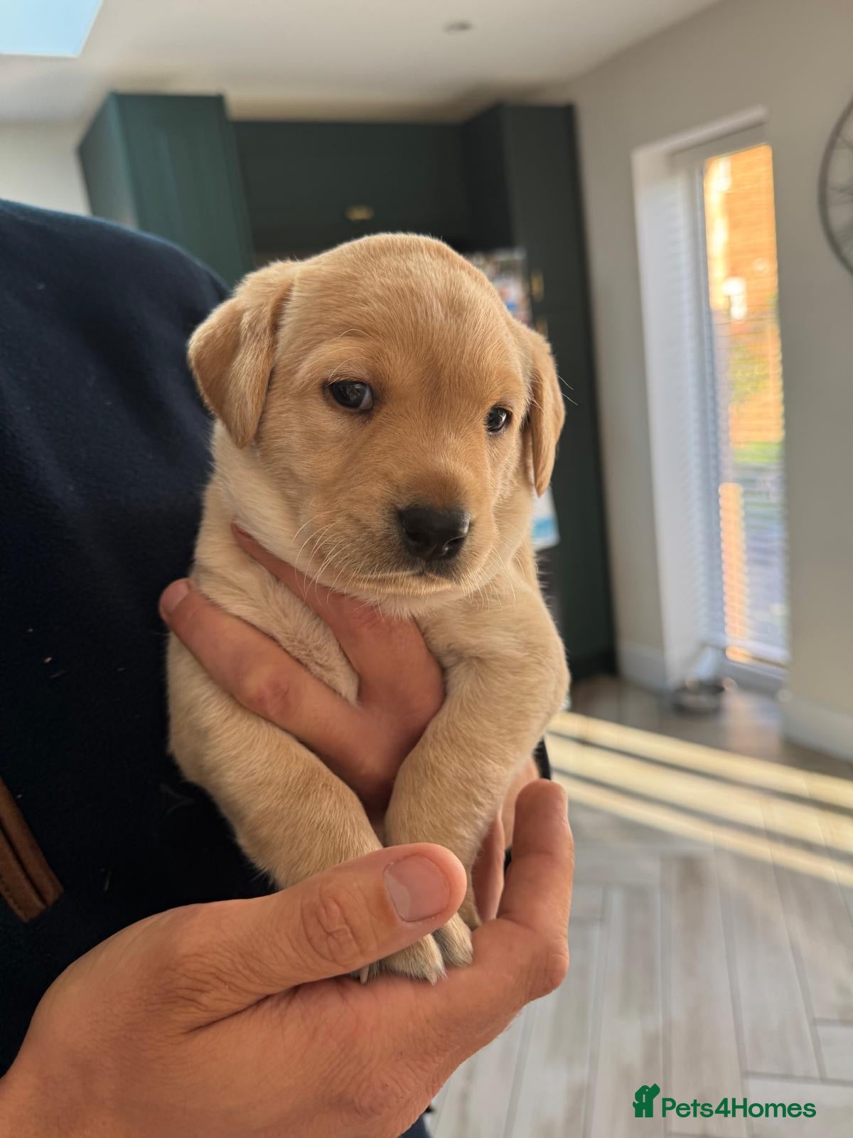 Labrador Retriever dogs FTCh Sired Puppies, Kc registered, health tested - Advert 1
