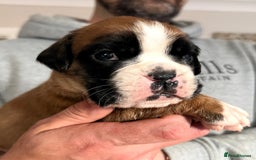 Boxer dogs for sale: Kc Beautiful Red and White Boxer Puppies  - Image 4
