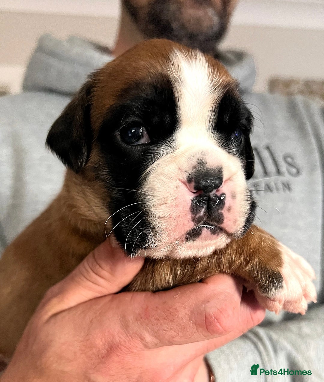 Boxer dogs for sale: Kc Beautiful Red and White Boxer Puppies  - Image 4