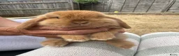 Mini Lop rabbits for sale: Mini lop rabbits  - Advert 4