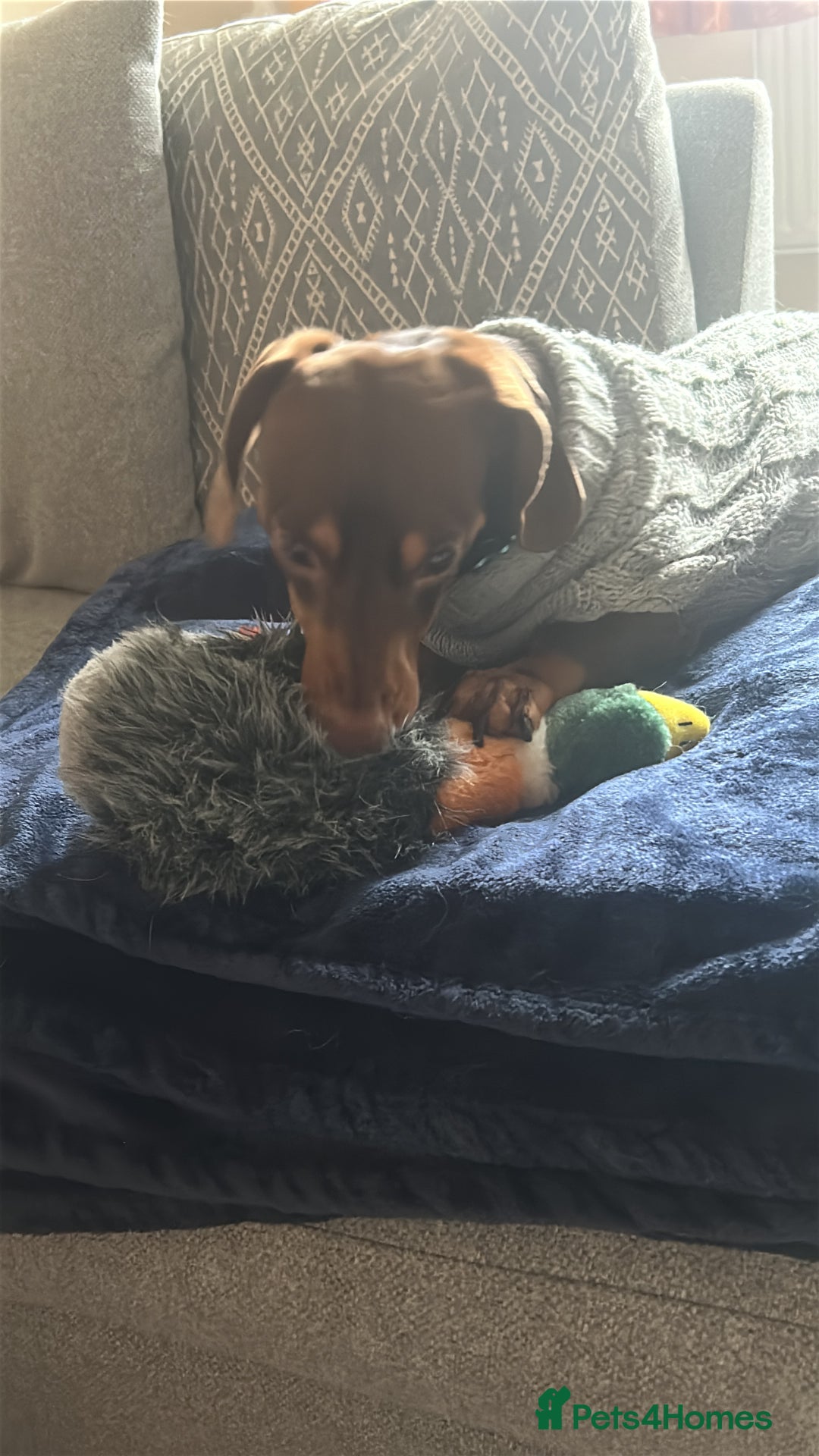 Dachshund dogs for sale: 2 and a half year old male - Advert 4
