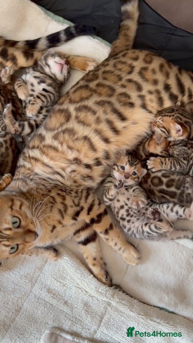 Bengal cats Bengal kittens for sale Birmingham - Advert 17