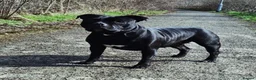 Staffordshire Bull Terrier dogs for sale: Kassius Staffordshire bull terrier pups for sale  in Middlesbrough - Advert 12