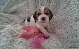 Beagle dogs for sale: KC Registered beagle puppies - Image 23