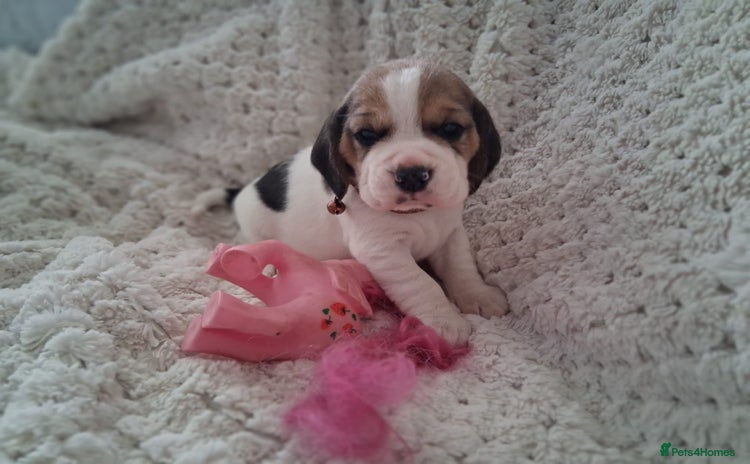 Beagle dogs - Advert 1
