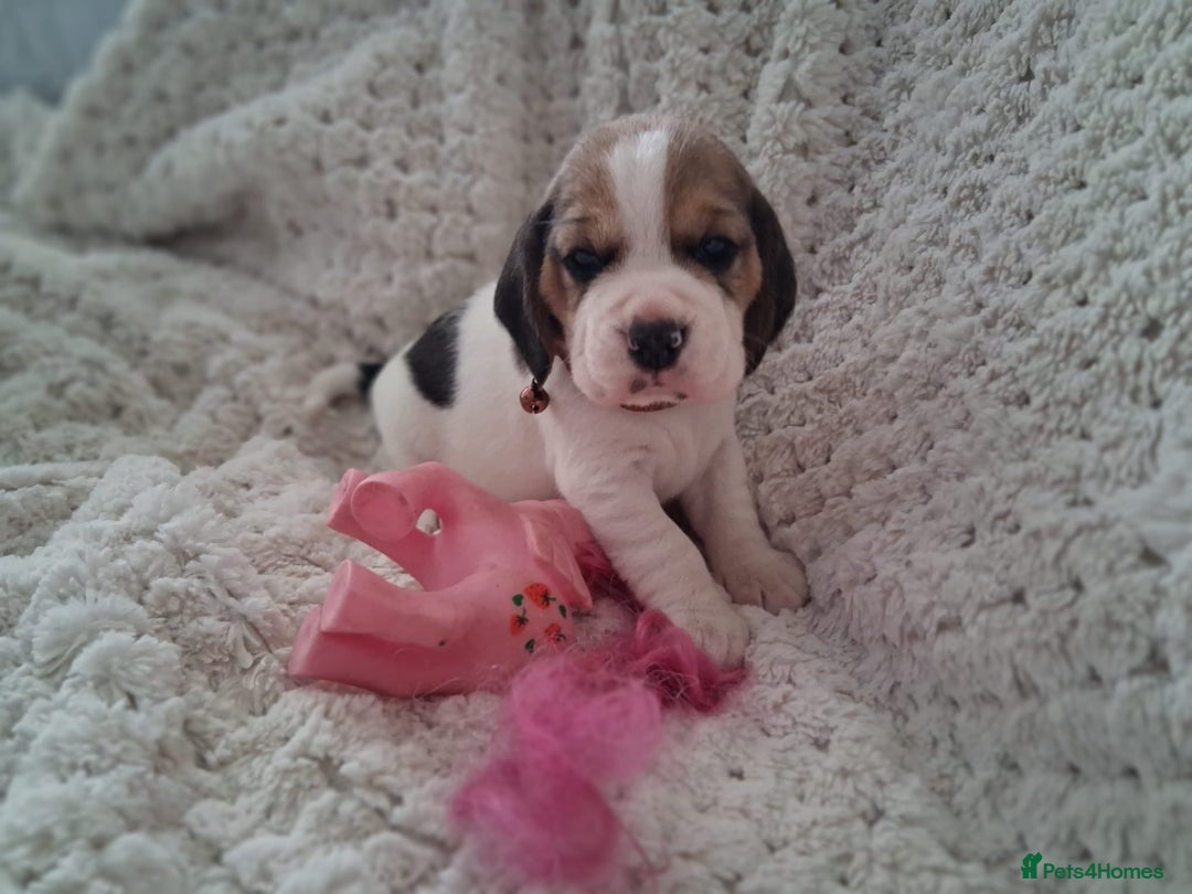 Beagle dogs for sale: KC Registered beagle puppies - Image 23