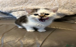 Mixed Breed cats for sale: 4 beautiful female kittens  - Advert 1