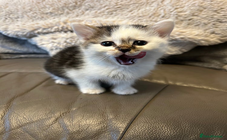 Mixed Breed cats 4 beautiful female kittens  - Advert 2