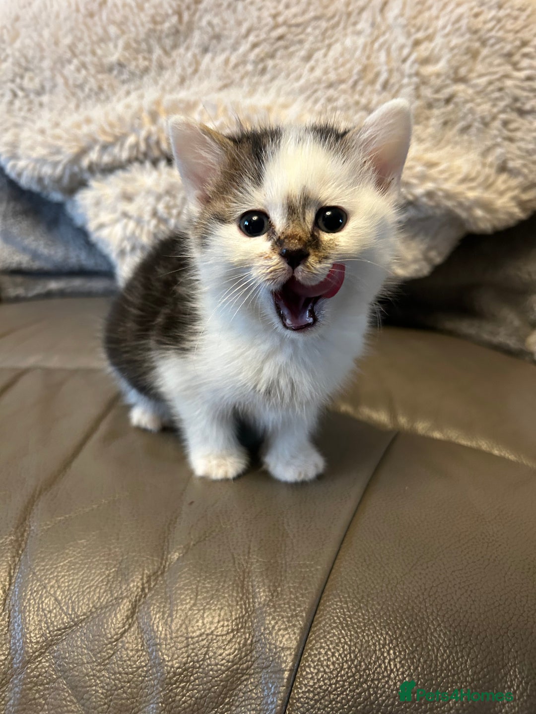 Mixed Breed cats for sale: 4 beautiful female kittens  - Advert 1