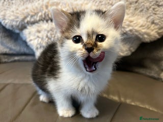 Mixed Breed cats 4 beautiful female kittens - Advert 1