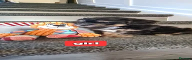 Jackapoo 6