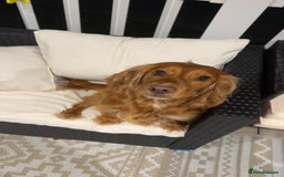 Cocker Spaniel dogs for sale: Cocker spaniel pups - Image 8