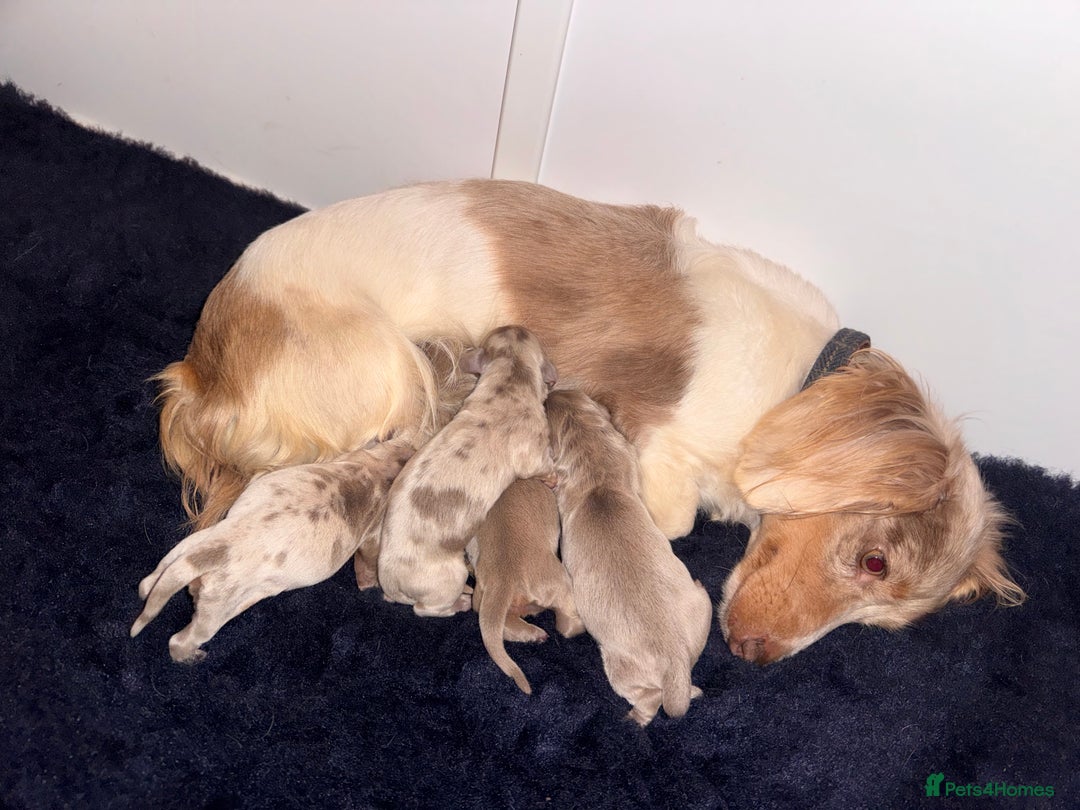 Miniature Dachshund dogs for sale: Kc longhair miniature dachshunds - Advert 1