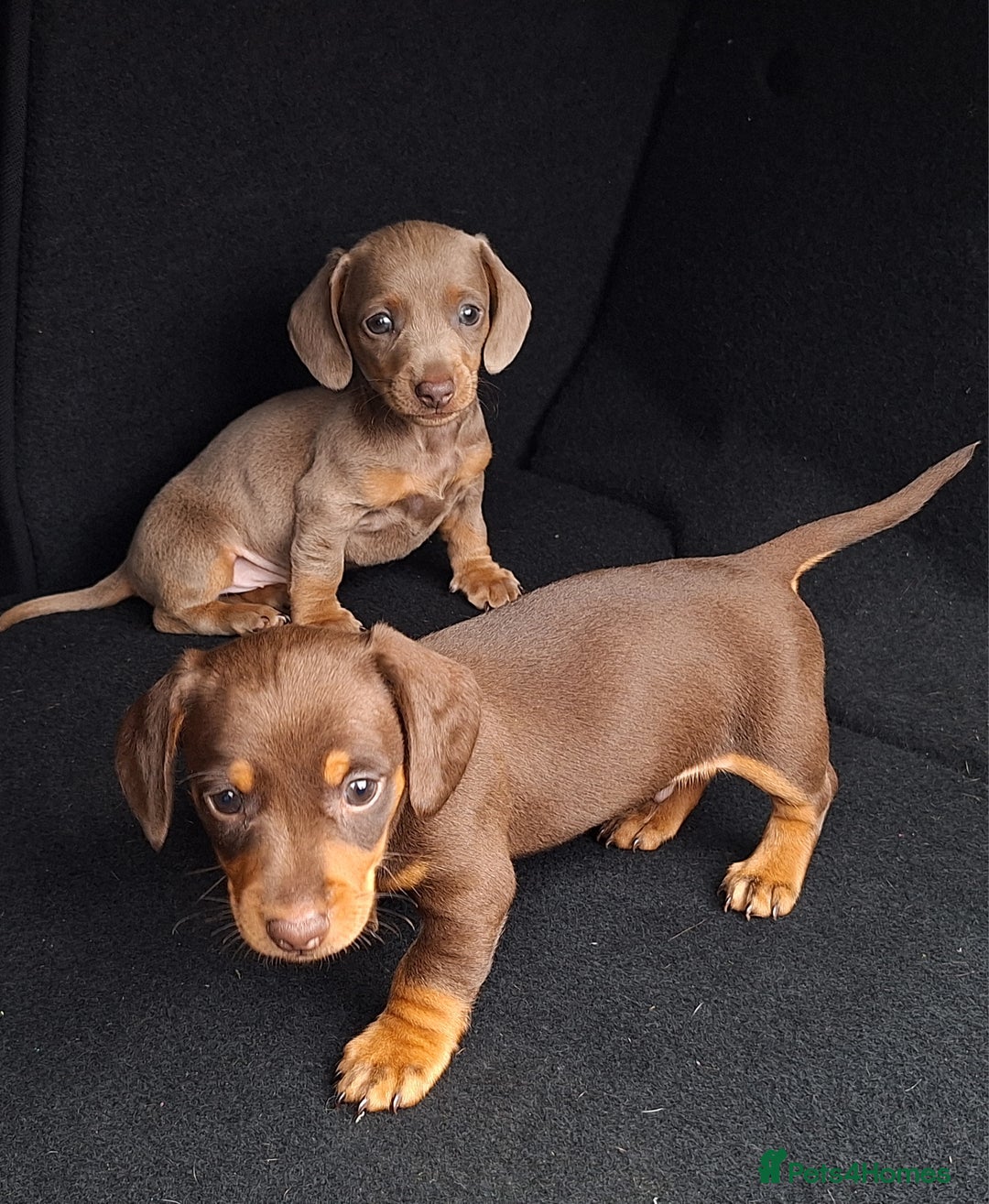 Miniature Dachshund dogs for sale: Healthy dachshunds last boy  - Image 6