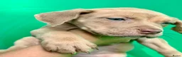 Mixed Breed dogs for sale: 3 adorable puppies looking for loving families!  - Advert 28