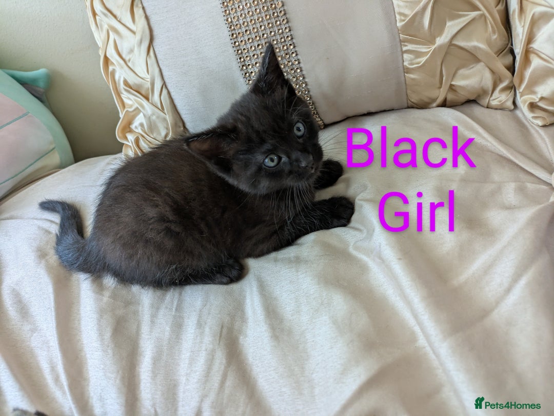 Bengal cats for sale: Purebred Spotted Bengal Kittens Brown Charcoal - Image 16