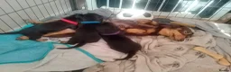 Miniature Dachshund dogs for sale: 3 beautiful Black and Tan miniature dachshunds 🐾 - Advert 9