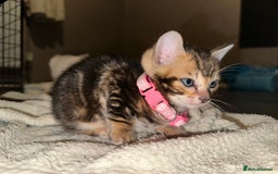 Bengal cats for sale: Snow Lynx, Marble & Brown Rosette Bengals - Image 11