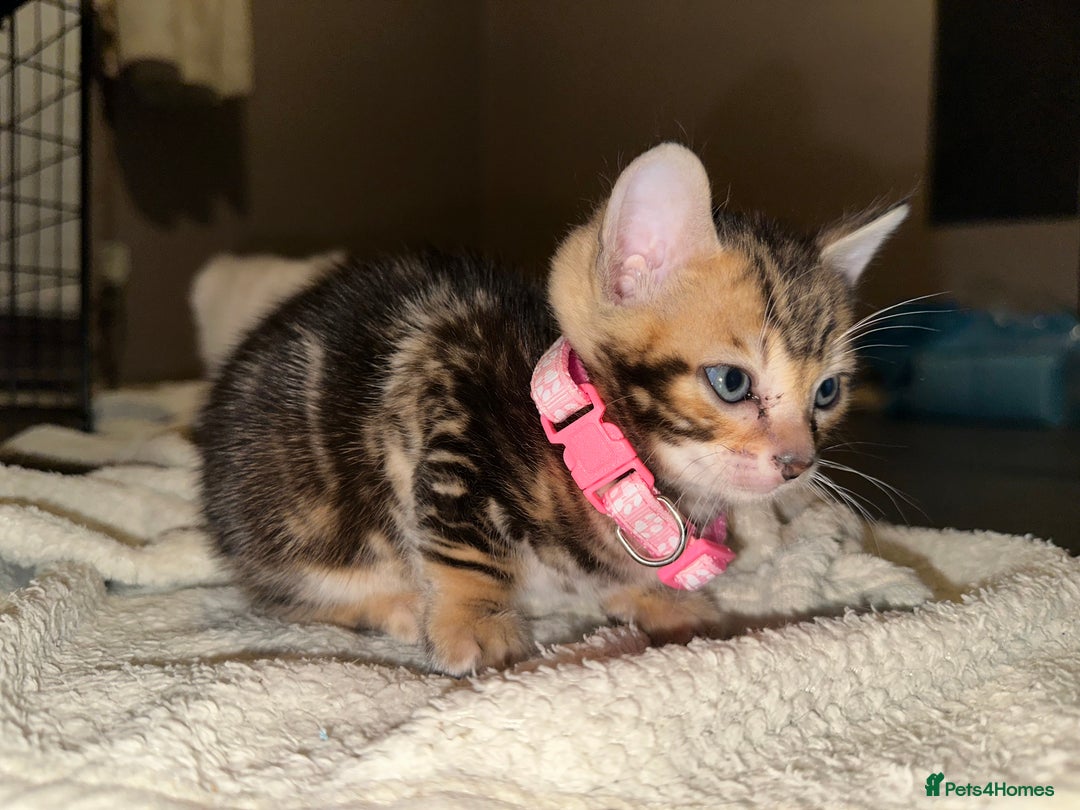 Bengal cats for sale: Snow Lynx, Marble & Brown Rosette Bengals - Image 11