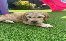 Cockapoo dogs for sale: F2 Cockapoo Puppies in Washington - Image 4