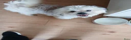 Maltese dogs for sale: beautiful Maltes/Lhasa Apso  - Advert 2