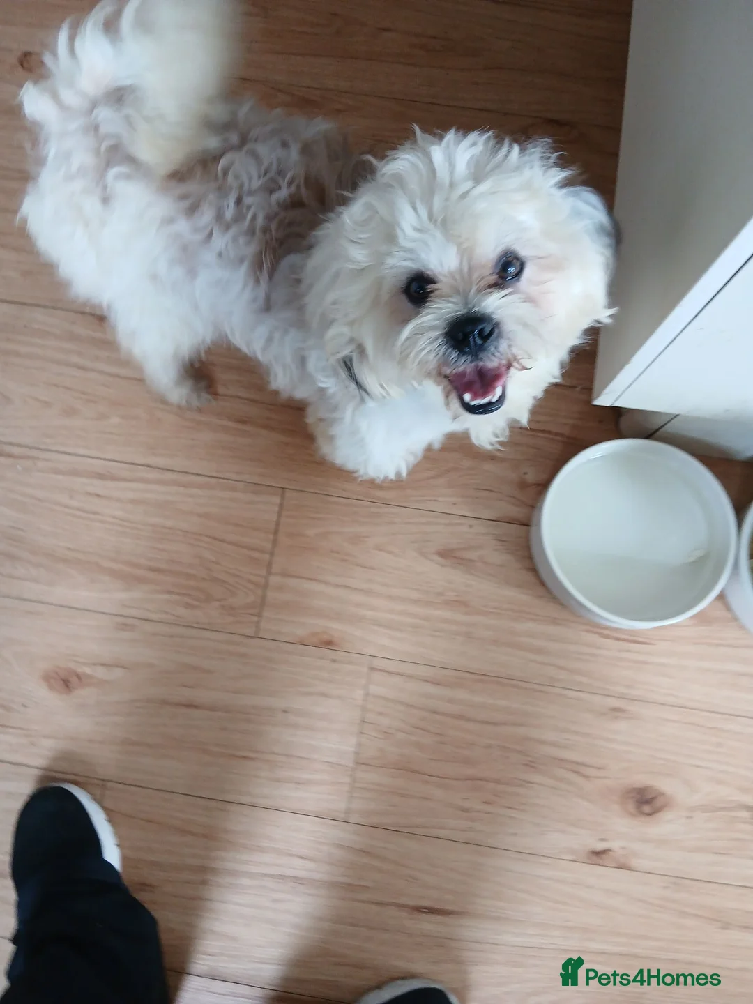 Maltese dogs for sale: beautiful Maltes/Lhasa Apso  - Advert 2