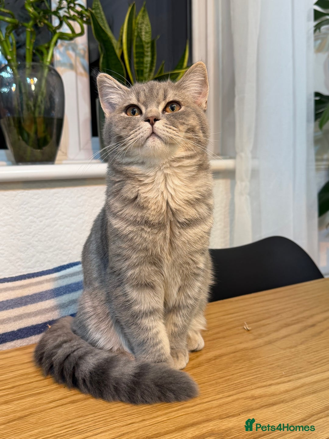 British Shorthair cats for sale: British short hair  - Advert 2
