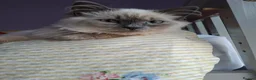 Ragdoll cats for sale: Ragdoll boy for sale  in Grimsby - Advert 6