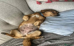 Dachshund dogs for adoption: Sweet Jessica Looking for a family  - Image 4