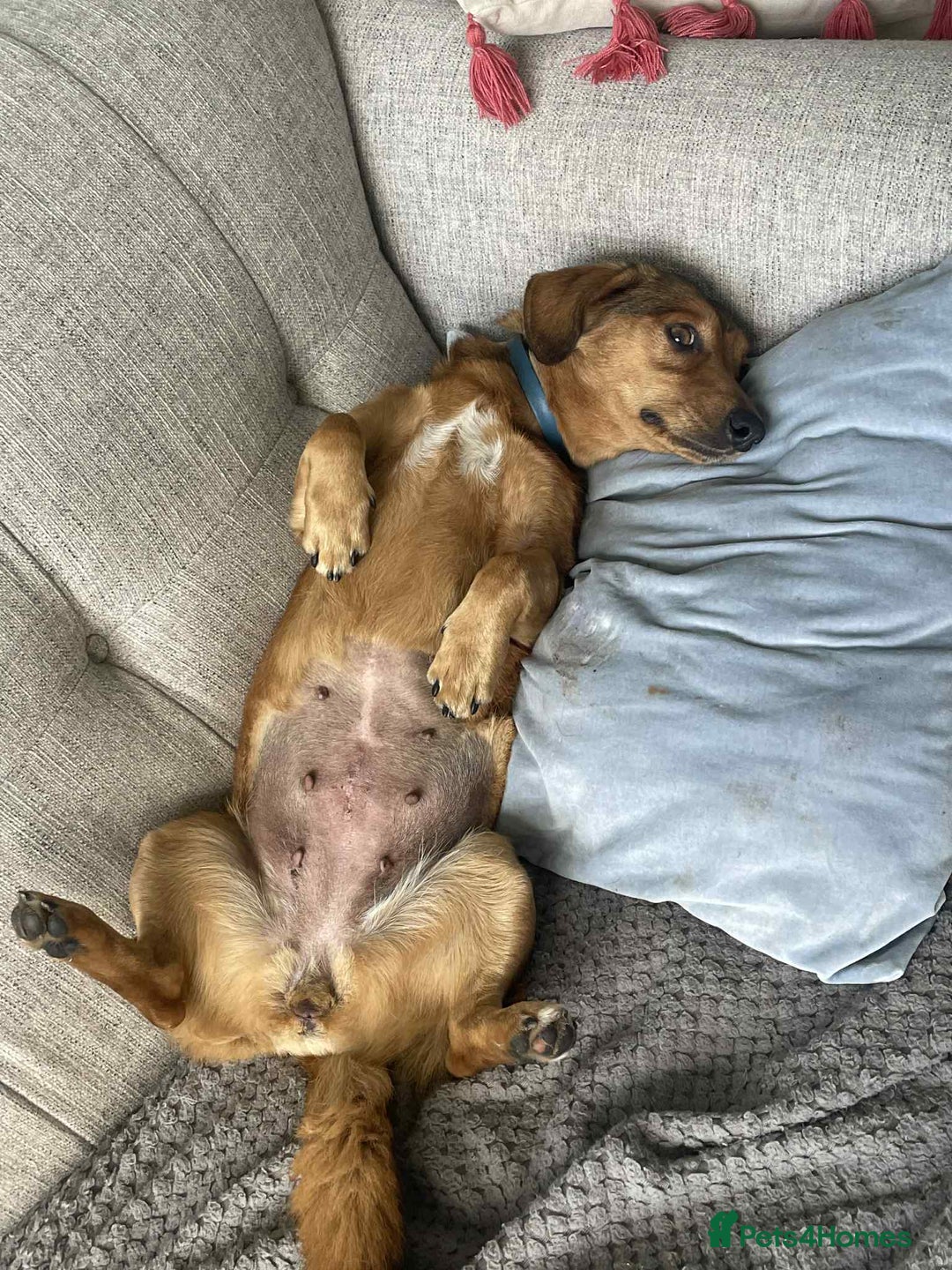 Dachshund dogs for adoption: Sweet Jessica Looking for a family  - Image 4