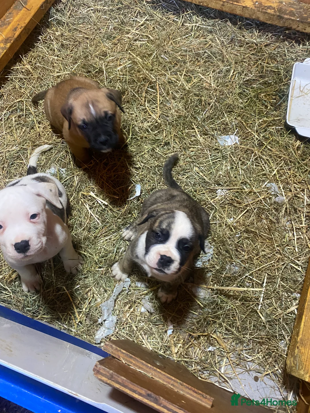 American Bulldog dogs for sale: American bulldog  - Advert 26