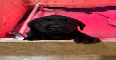 Labrador Retriever dogs Beautiful kc black labrador boy - Advert 10