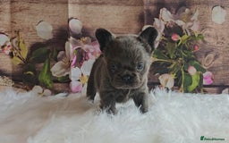 French Bulldog dogs for sale: Welcome to the Fluffy Crew 🥰 - Advert 9