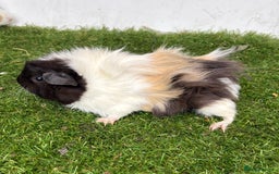 Guinea Pig rodents for sale: Female baby guinea pigs  - Image 6