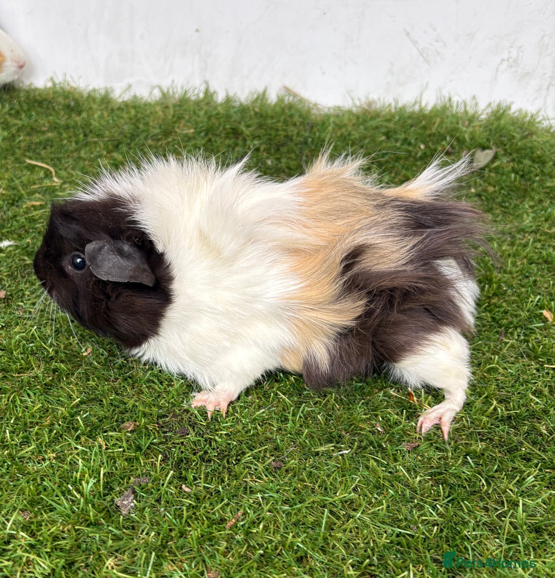 Guinea Pig rodents for sale: Female baby guinea pigs  - Image 6