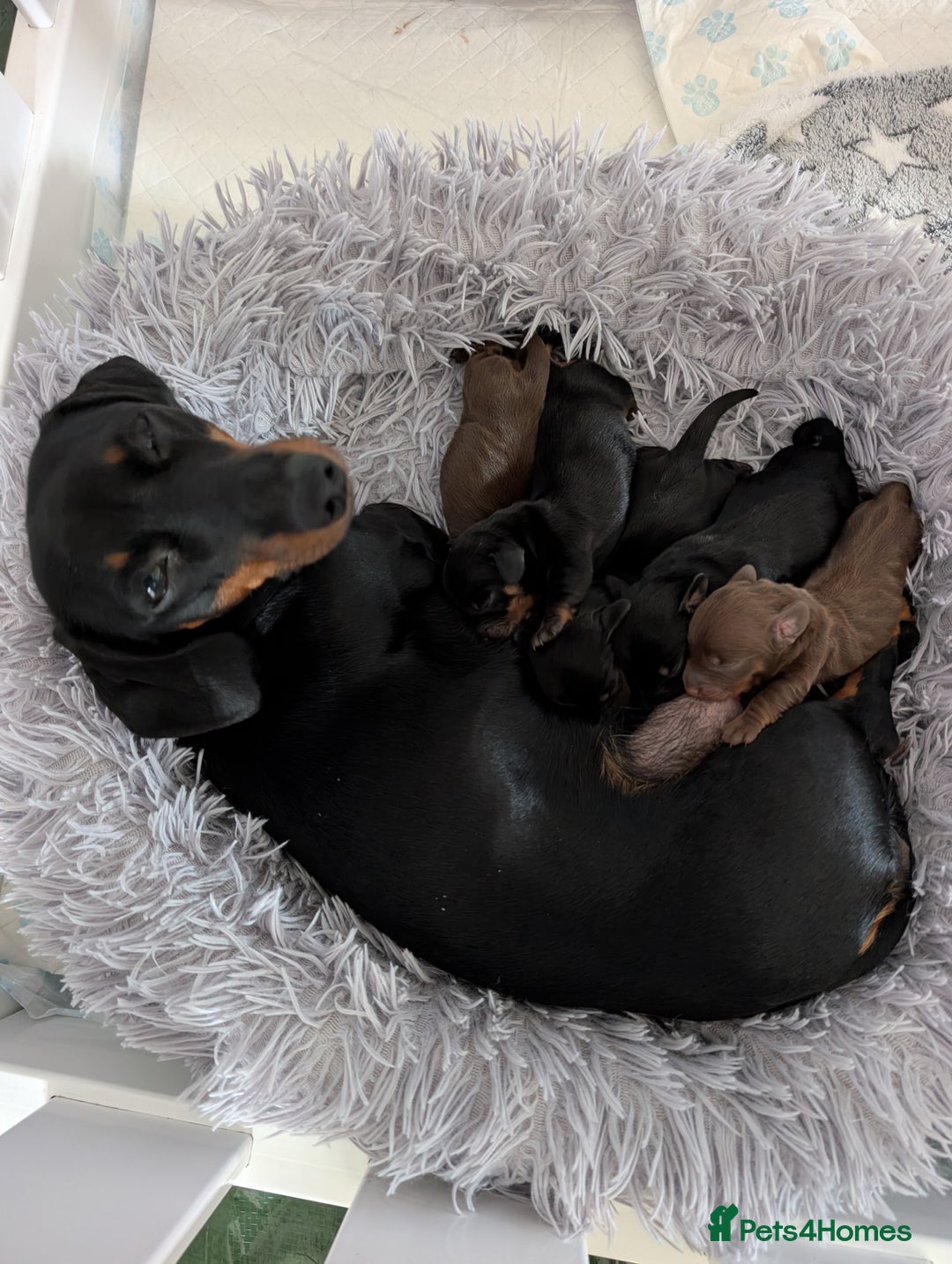 Miniature Dachshund dogs for sale: Genuine Short Haired Miniature Dachshund Puppies - Image 20