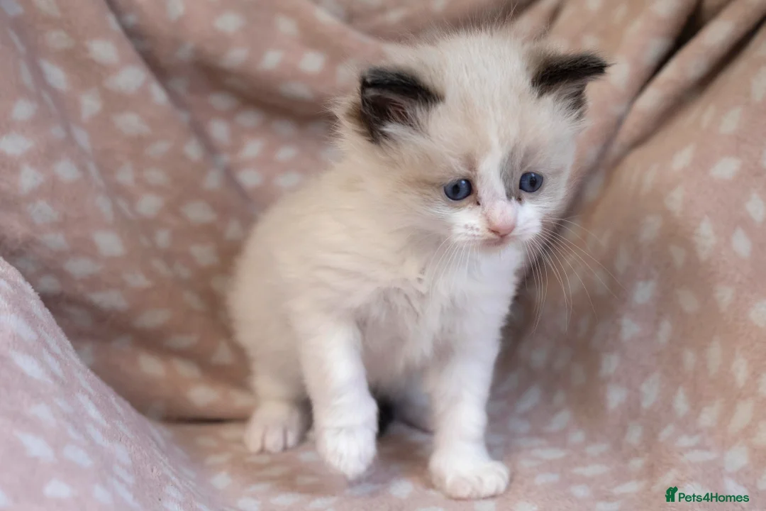 Ragdoll cats for sale: GCCF Ragdoll kittens registered pet Active  - Advert 17
