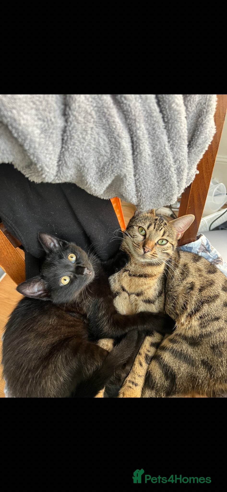 British Shorthair cats Shakira & Sphynxy  - Advert 6