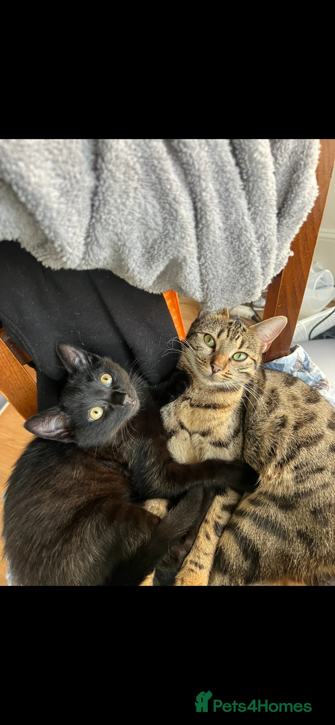 British Shorthair cats for sale: Shakira & Sphynxy  - Advert 1