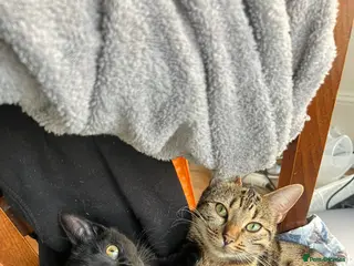 British Shorthair cats Shakira & Sphynxy - Advert 6