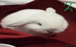 Mini Lop rabbits for sale: Adorable Purebred Baby Mini Lops - Image 14